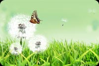 Butterflies Attracted To Flowers Stationery, Backgrounds