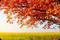 Orange Leaves Amazing Nature Stationery, Backgrounds
