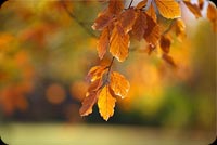 Yellow Autumn Leaves Stationery, Backgrounds