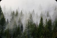 Green Pine Trees Covered By Fogs Stationery, Backgrounds