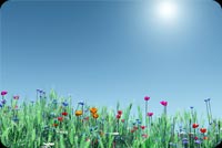 Colorful Flowers Looking At The Sun Stationery, Backgrounds