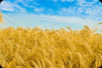 Wheat With The View Of The Sky Stationery, Backgrounds