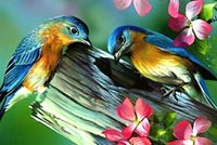 Love Birds & Spring Flowers Stationery, Backgrounds