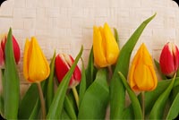 Happy And Colorful Tulips Stationery, Backgrounds