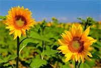 Sunflowers Bloom In Summer Stationery, Backgrounds