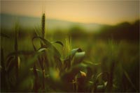 Green Wheat Field In The Summer Stationery, Backgrounds