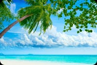 Summer Beach Palm Tree Stationery, Backgrounds