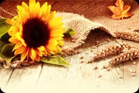 Thanksgiving Wishes To You. Stationery, Backgrounds