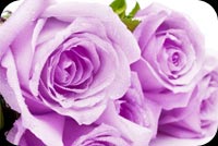 Purple Valentine Stationery, Backgrounds