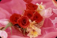 Red Roses On Valentine's Day Stationery, Backgrounds