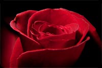 Red Rose Black Background Stationery, Backgrounds