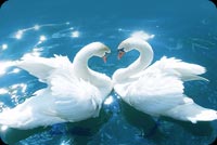 Love Swans Stationery, Backgrounds