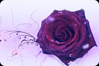 Rose In Rich Purple Color 